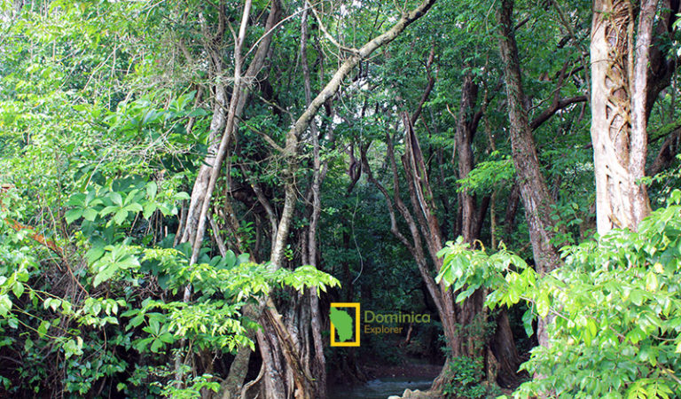 Waitukubuli National Trail Explore The Island Of Dominica Dominica Tourism Guide