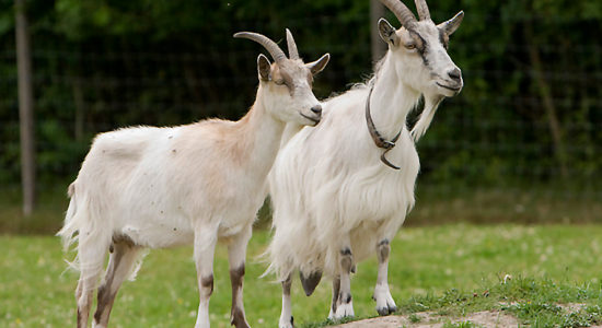 Goat Festival