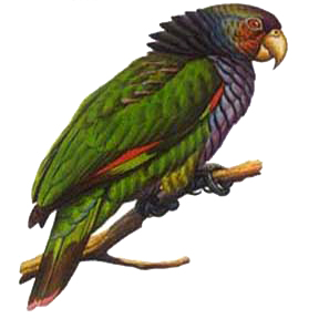 Sisserou Parrot